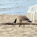 Goose on Lake Tahoe